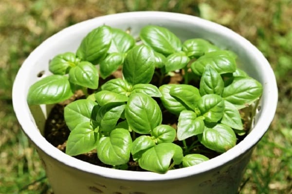 fragrant herb