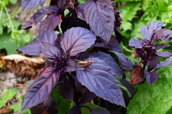 basilic dans le jardin