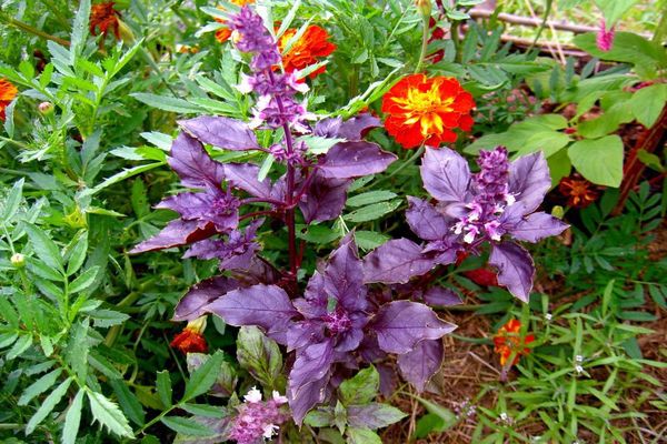 basil in flowers