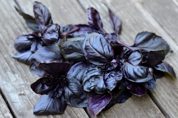 purple basil