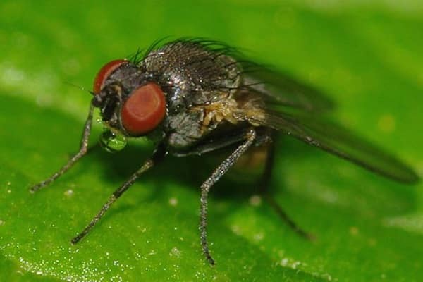 mosca minero