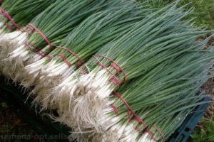 What varieties of onion seeds are best planted for forcing feathers on greens