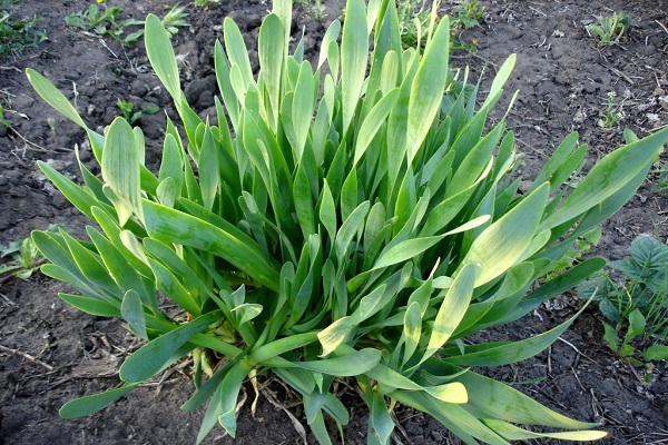 Jaké odrůdy cibule jsou nejlépe osázeny pro tlačení peří na greeny