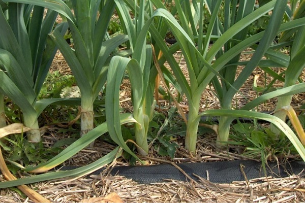 early ripening varieties