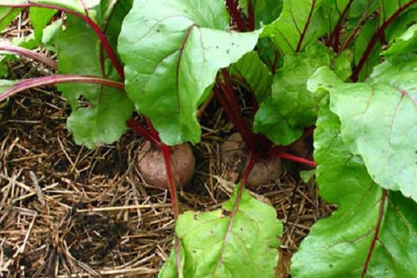 foliar feeding