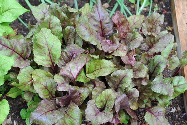 the formation of root crops