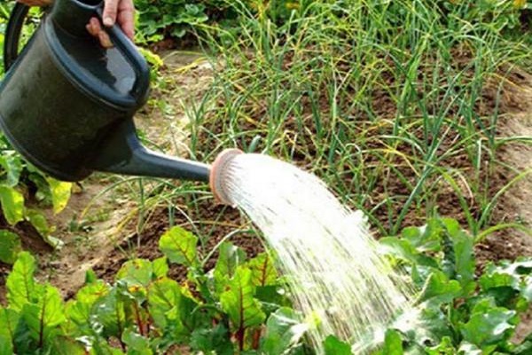 root crop growth