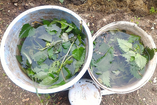 fertiliser avec de l'ortie