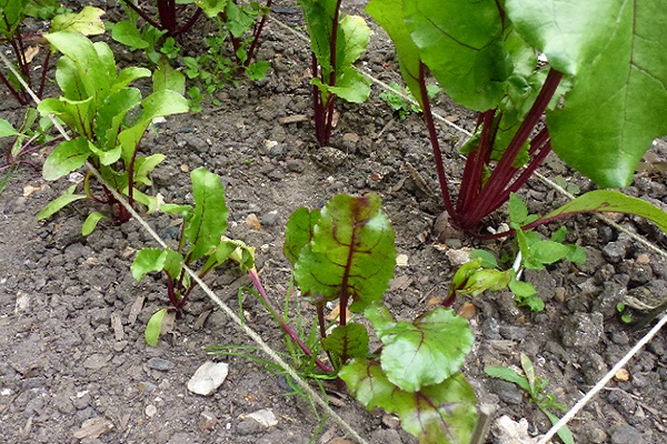 beet root