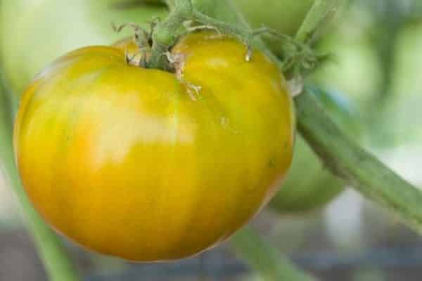 Descripción de la variedad de tomate Cherokee verde dorado, características de cultivo y cuidado.