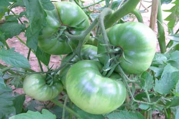 growing tomato