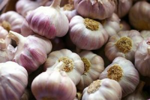 Description of the Bashkir 85 garlic variety, features of cultivation and care