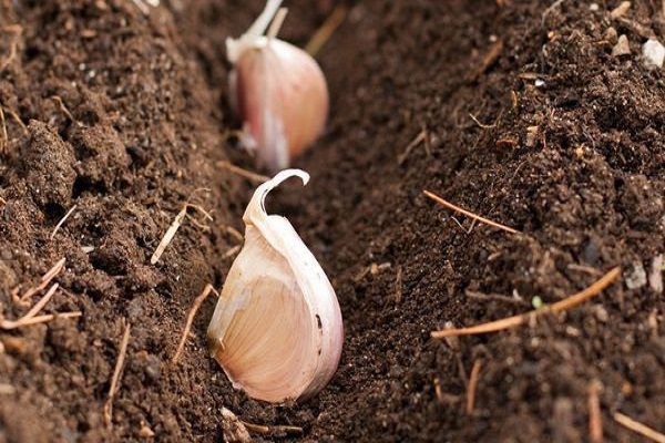 green seedlings