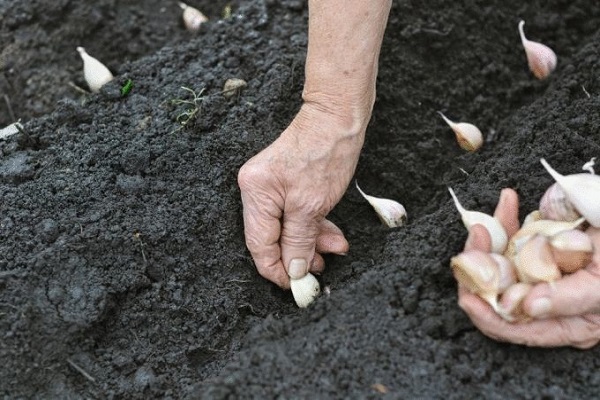 plantar clavo