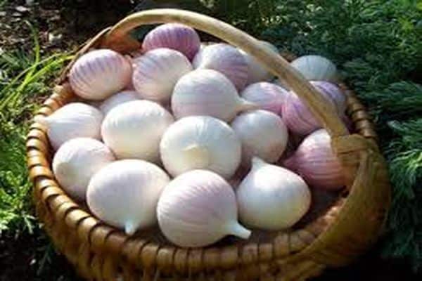 garlic in a basket