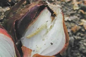 Qué hacer si un gusano se come una cebolla, cómo procesarla, remedios caseros