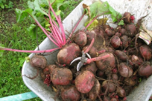 beet leaves