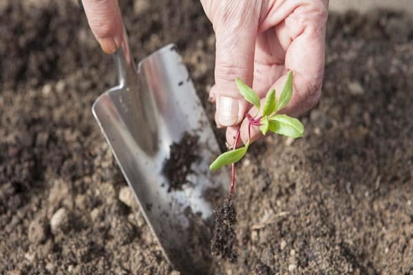 Que faire si des taches brunes ou brunes apparaissent sur les feuilles de betterave, comment traiter