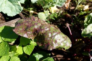 What to do if brown or brown spots appear on beet leaves, how to treat