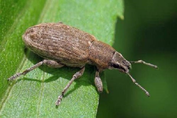 beet pests