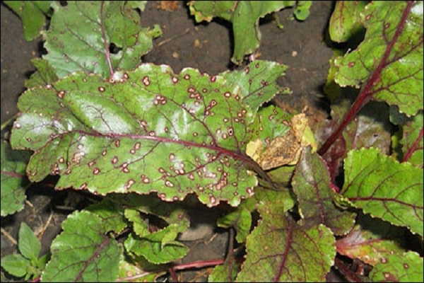 mirada malsana