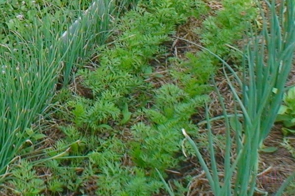 à côté des haricots