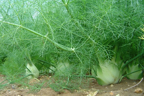 desarrollo vegetal