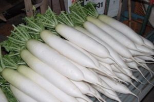 Description of the Daikon Minovashi variety, features of cultivation and care