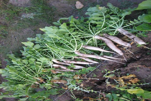 growing radish