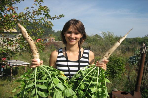 daikon minovashi