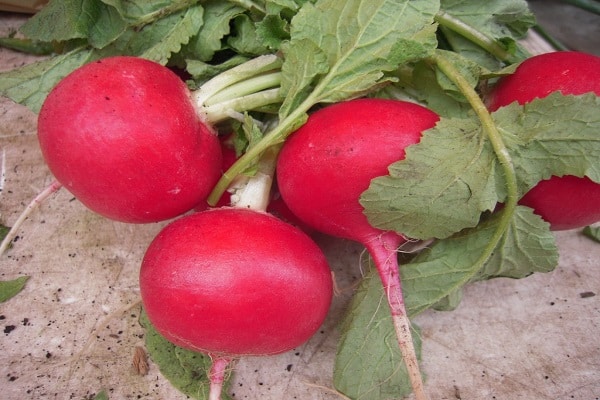 Japanese radish