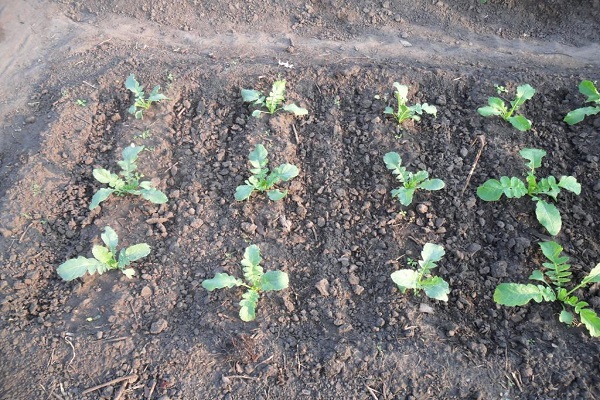 root crop formation