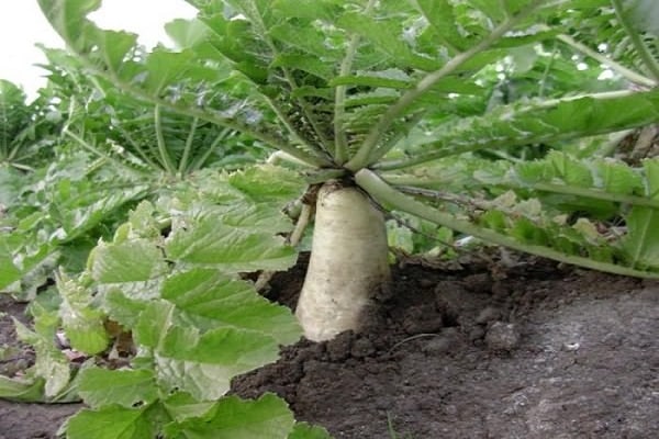 daikon césar