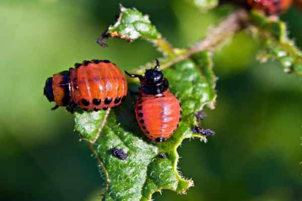 beetles on a leaf