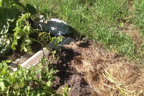 against the Colorado potato beetle