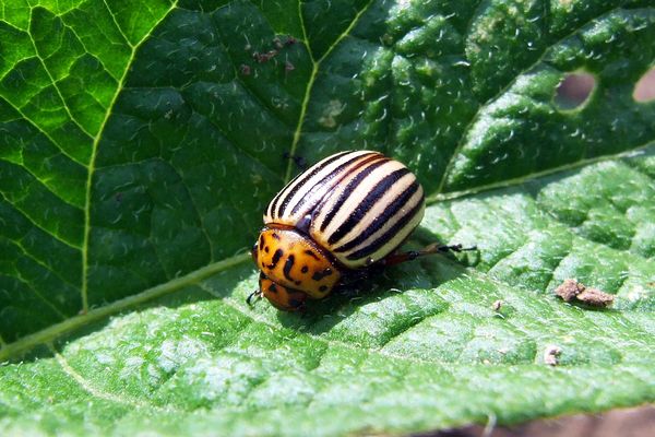 Coléoptère du Colorado sur une feuille