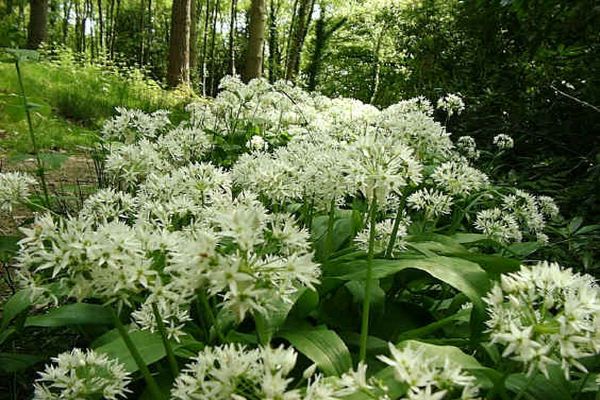 s'incliner dans la forêt