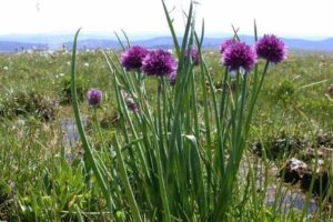 Description of the best varieties of wild (aromatic) onions, their cultivation and care