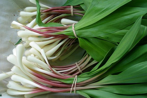 cebollas en racimos