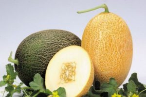 Descripción de la variedad de melón Caramelo, características de cultivo y cuidado.