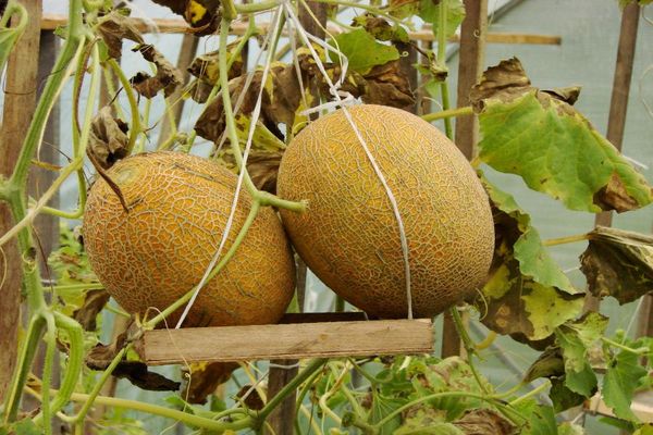 melon on a swing