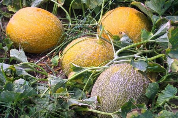 manger de la citrouille