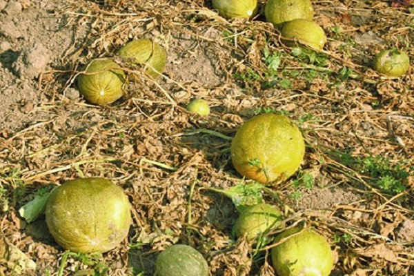 melon d'engrais