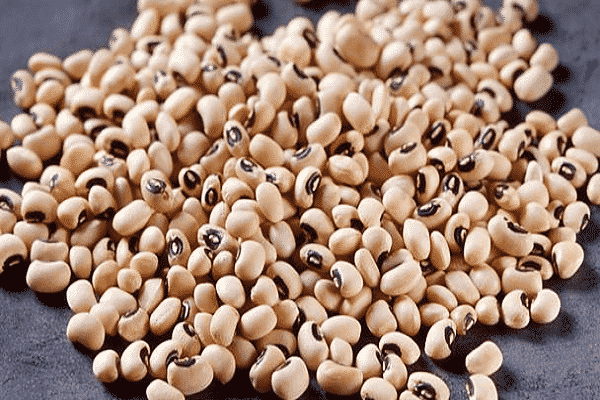 Description of the Black Eye bean variety, cultivation features and yield