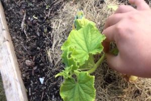 How to properly form a melon in the open field and in a greenhouse, do you need to pinch