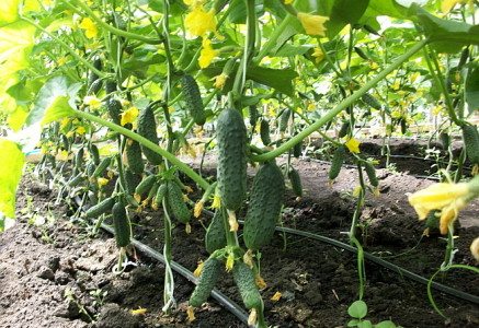 cucumbers in the greenhouse