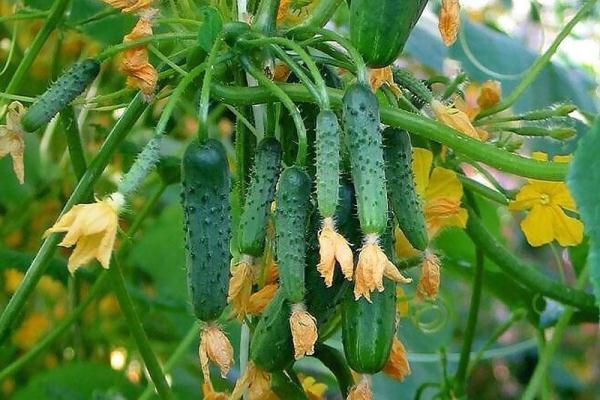 cucumbers in the garden