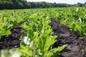 Vrste preparata i upotreba herbicida za obradu repe