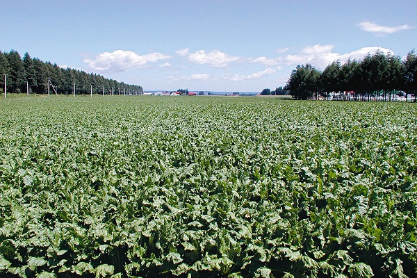 piktžolių kontrolė