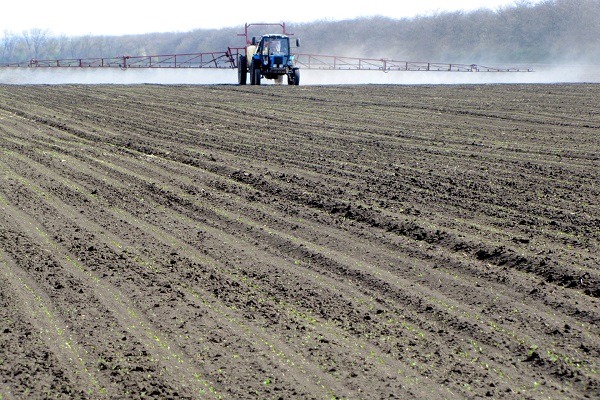 beet crops